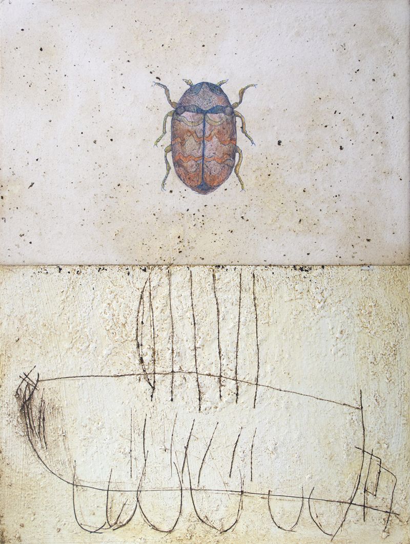 hagiainsetto172