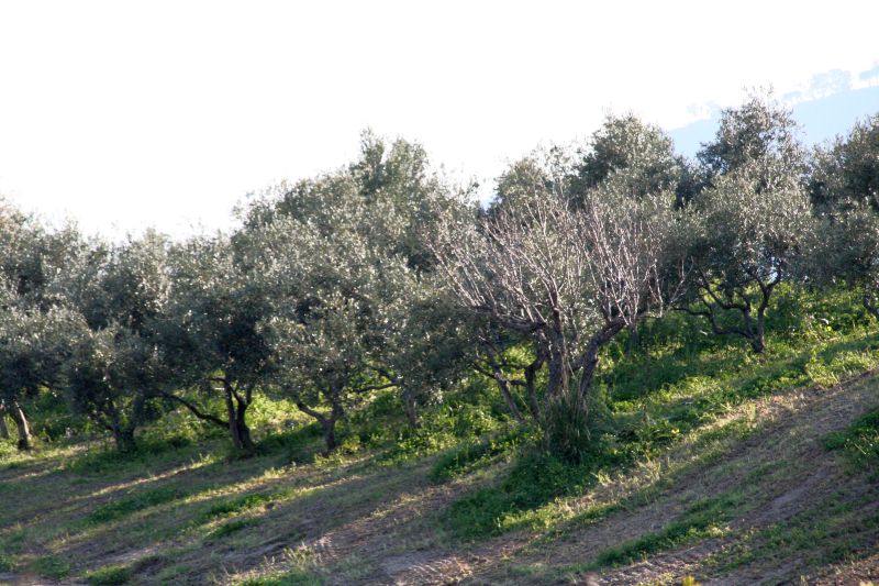 borgopiazzamarzo2011 012
