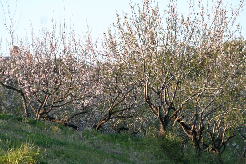 borgopiazzamarzo2011 089
