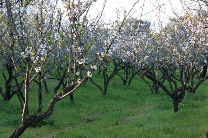 borgopiazzamarzo2011 090