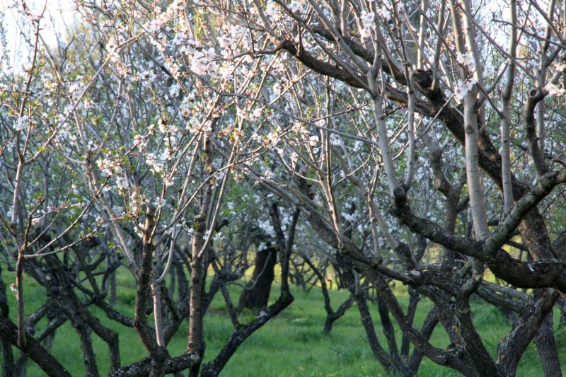 borgopiazzamarzo2011 092