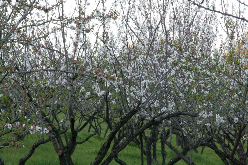 borgopiazzamarzo2011 094