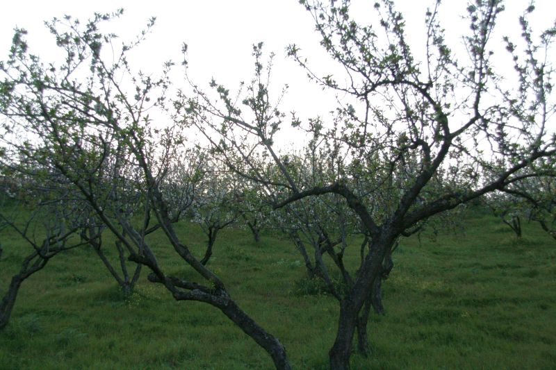 borgopiazzamarzo2011 103