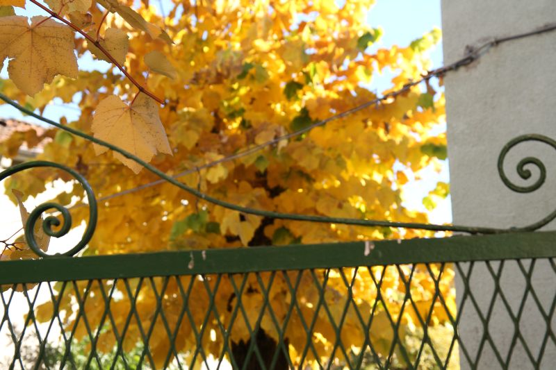 giallo_6482