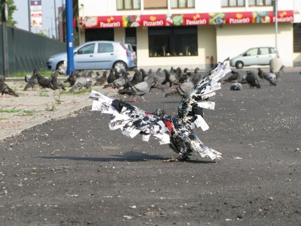 combatpigeon