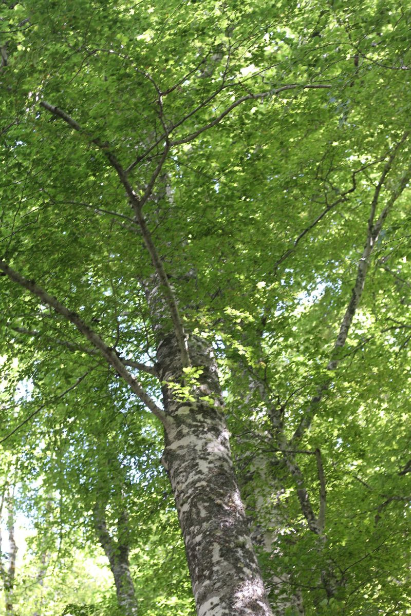 piante-img_9821