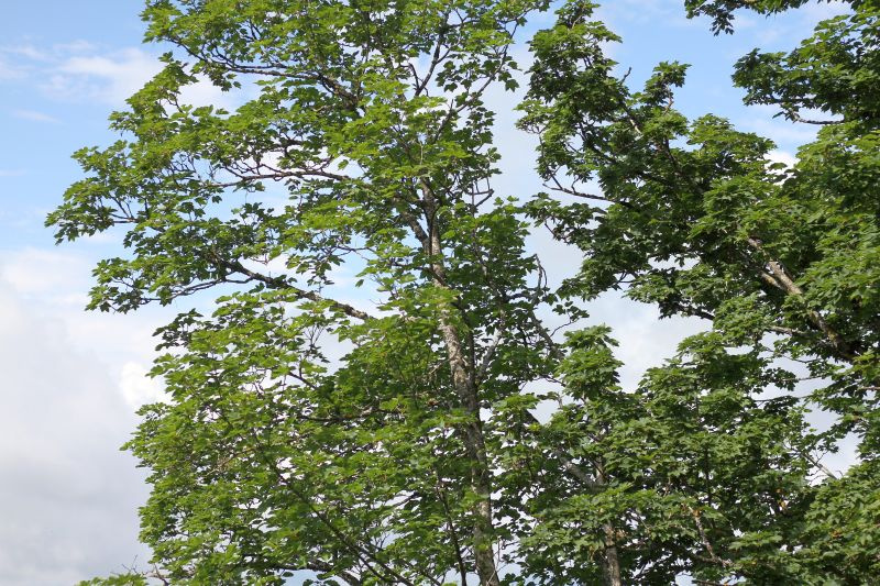 piante-img_9863