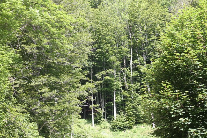 verde-img_9801