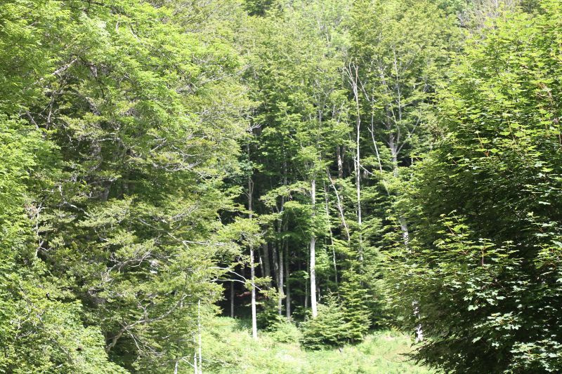 verde-img_9802