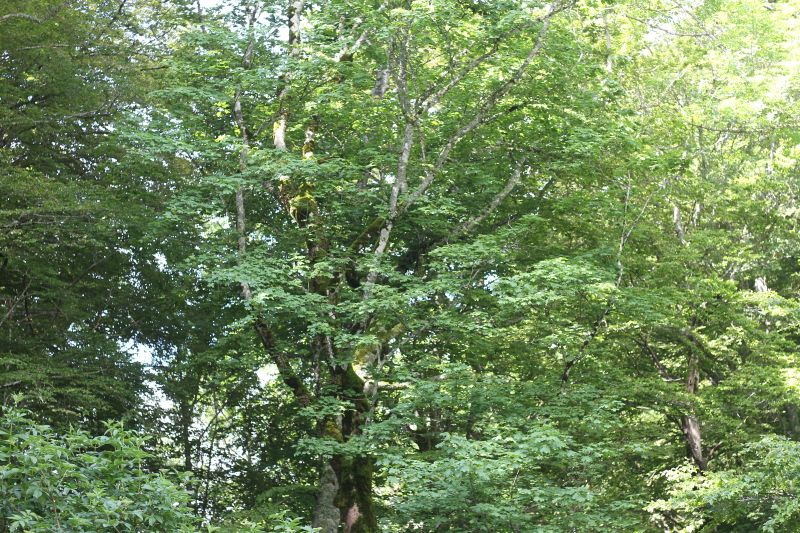 verde-img_9803