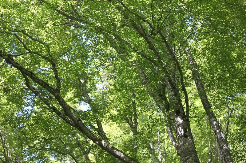 verde-img_9808