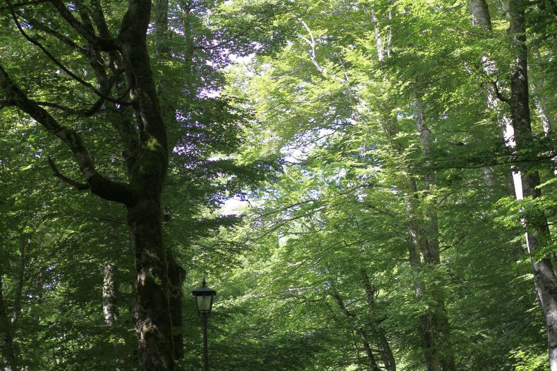 verde-img_9809