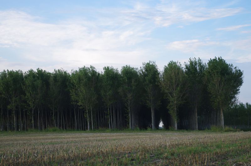 IMGP0446