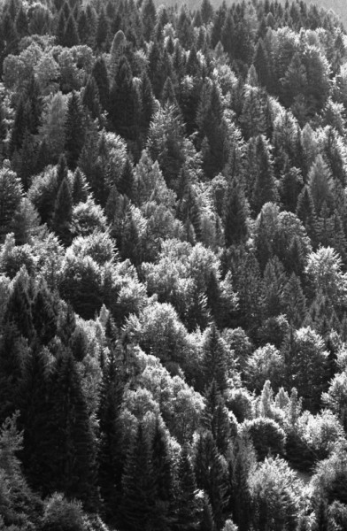 Bosco_004426_02