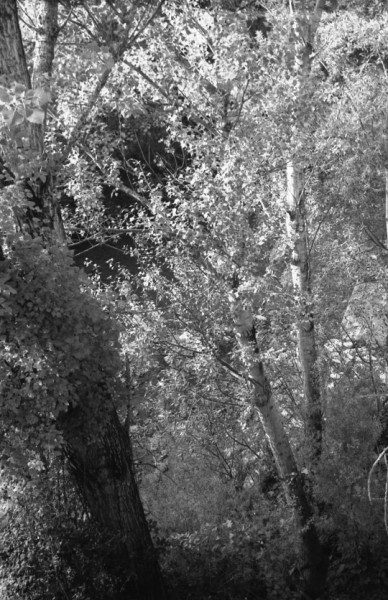 Bosco_004434_26