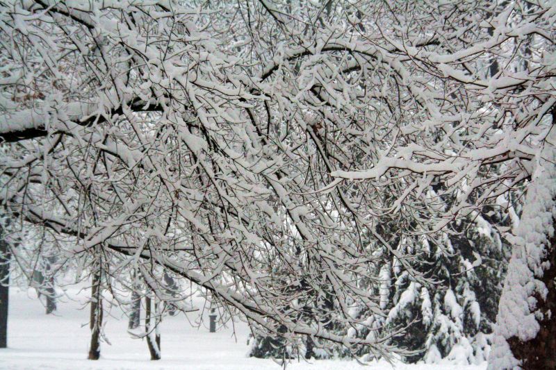 parcoducale109