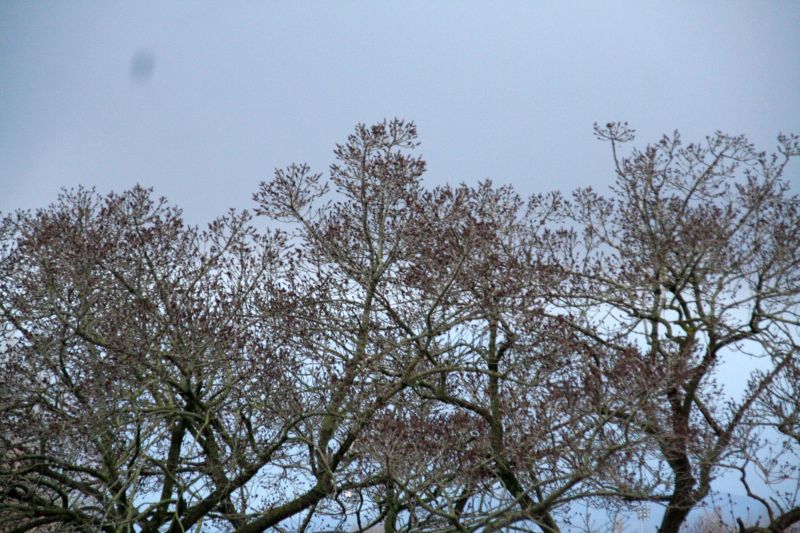 primodicembre09 030