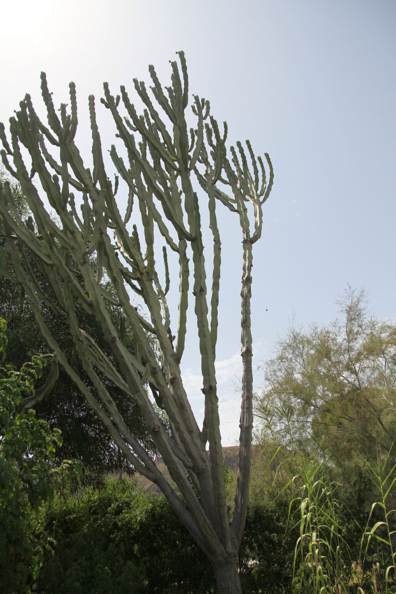 1_cactus-gigante-img_0053