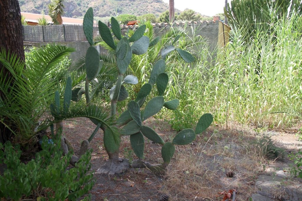 1_cactus-img_0061