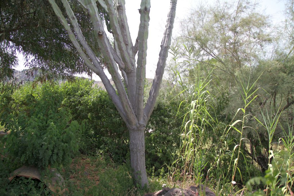 cactus-tronco-img_0055