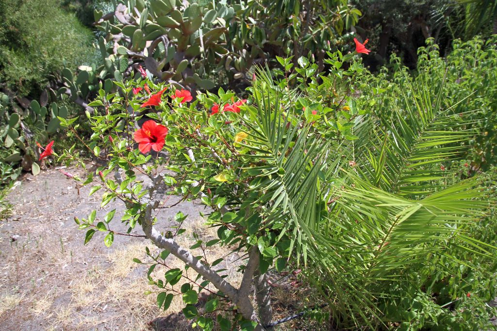 fiore_img_0058