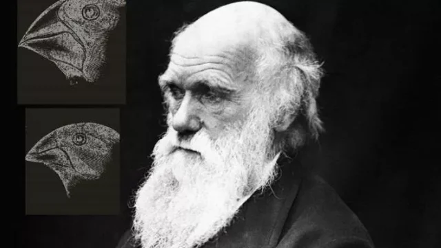 darwin