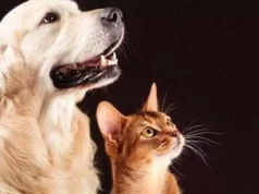 Canile e gattile municipale, risolto dopo un anno il contratto di appalto con il gestore il Ciottolo