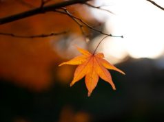 Quando finisce l’estate? La data e l’ora dell’equinozio d’autunno: ecco perché cambia ogni anno